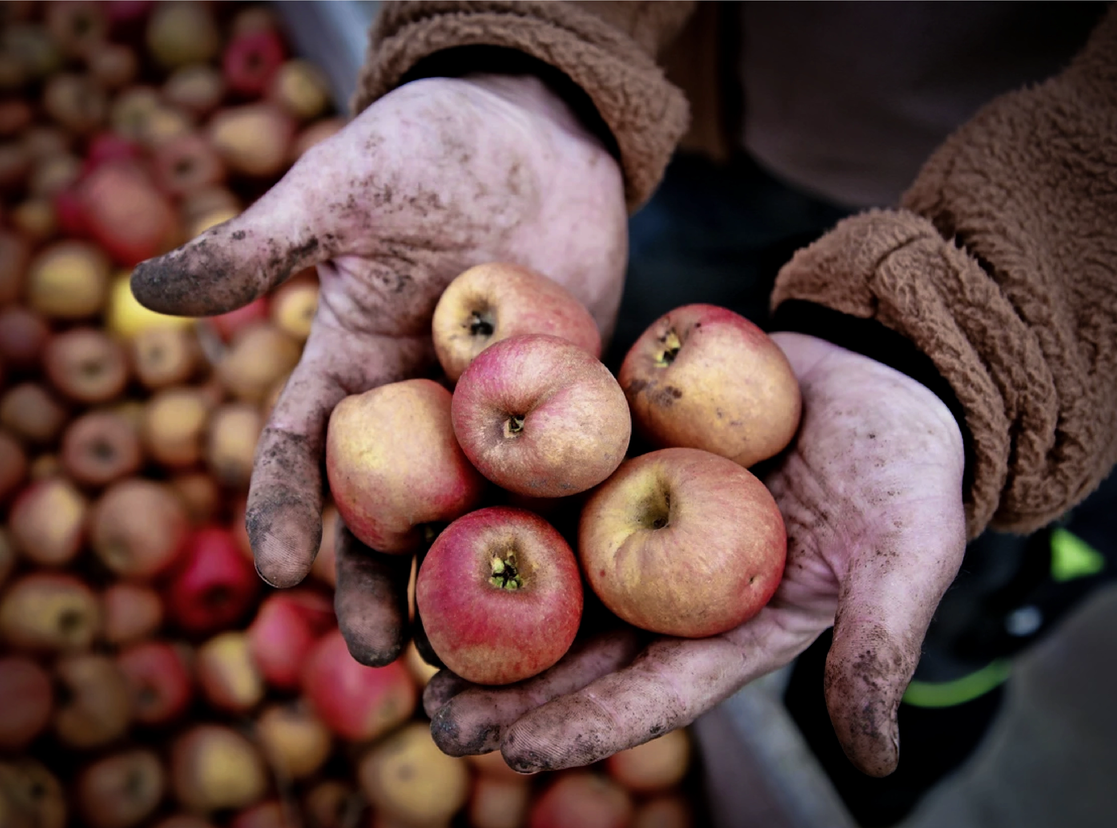 Hände halten frisch geerntete Äpfel für die Calvados-Herstellung